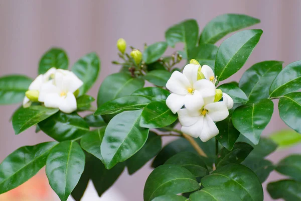 Flor branca de Laranja Jessamine, madeira de cetim, Murraya exotica tr — Fotografia de Stock