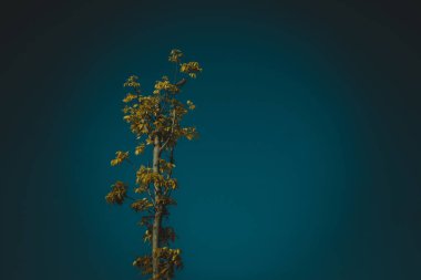 Orman, Doğa arka plan ağaçlarda yukarıda gökyüzü. Vintage için