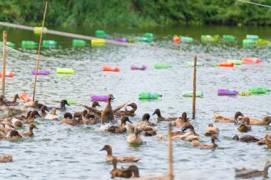 ördek grupta, yemek ve bataklık içinde Yüzme