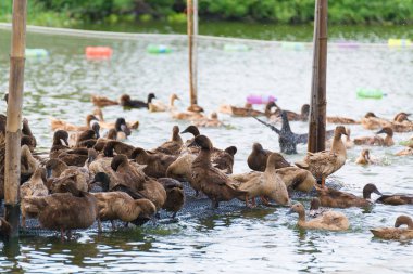 ördek grupta, yemek ve bataklık içinde Yüzme