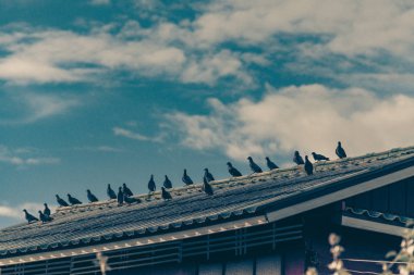 Çok güneşli bir günde güvercinleri çatıda oturan gri. Vintage için