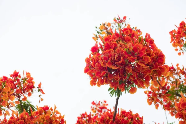 Caesalpinia pulcherrima alev ağacı çiçek.