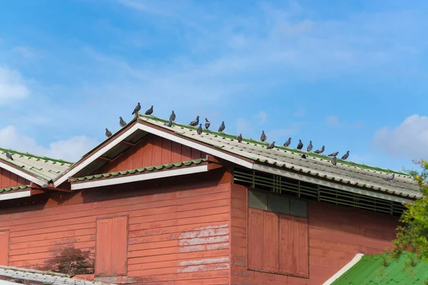 Muitos pombos cinzentos sentados no telhado em um dia ensolarado . — Fotografia de Stock