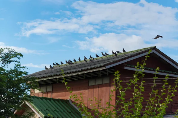 Muchas palomas grises sentadas en el techo en un día soleado . — Foto de Stock