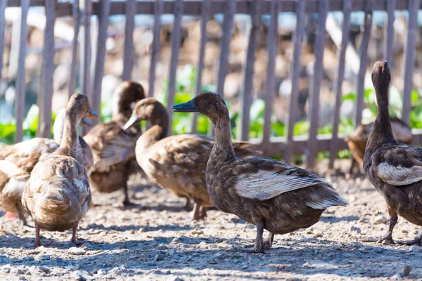 Çiftlik, Tayland'da Tarım geleneksel ördekler