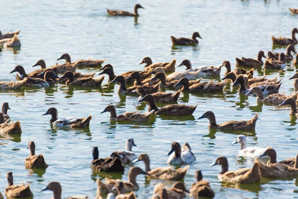 Pato en la granja, comer y nadar en el pantano —  Fotos de Stock