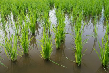 Pirinç Filiz pirinç alan içinde. Fidan yeşil arka plan pirinç