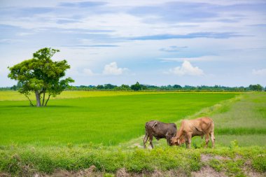 Pirinç alan mavi gökyüzü, rura ile yemek çimen ya da pirinç saman inek