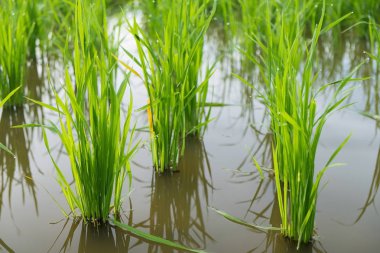 Pirinç Filiz pirinç alan içinde. Fidan yeşil arka plan pirinç