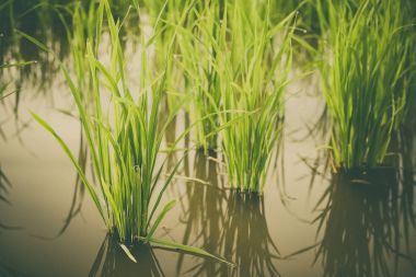 Pirinç Filiz pirinç alan içinde. Fidan yeşil arka plan pirinç