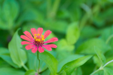 Arka plan için bahçede çiçek açan zinnia elegans çiçek.