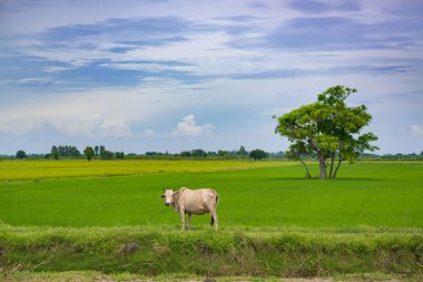 Pirinç alan mavi gökyüzü, rura ile yemek çimen ya da pirinç saman inek