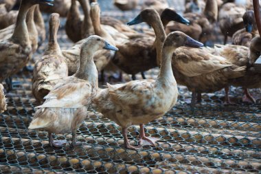 Ördekler çiftliğinde, Tayland'da Tarım geleneksel grup.