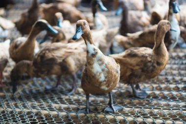 Ördekler çiftliğinde, Tayland'da Tarım geleneksel grup.