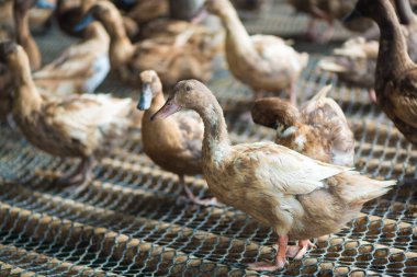 Ördekler çiftliğinde, Tayland'da Tarım geleneksel grup.