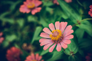 Arka plan için bahçede çiçek açan zinnia elegans çiçek.