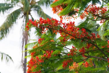 Caesalpinia pulcherrima alev ağacı çiçek.