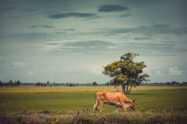 Pirinç alan mavi gökyüzü, rura ile yemek çimen ya da pirinç saman inek