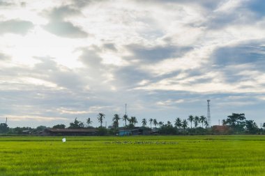 alan yeşil çim mavi gökyüzü bulut Clear peyzaj adam pilav