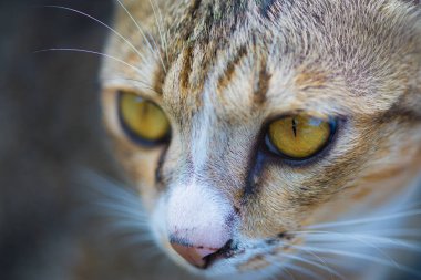 Kedi gözleri, closeup yüz kedi ve kameraya bak.
