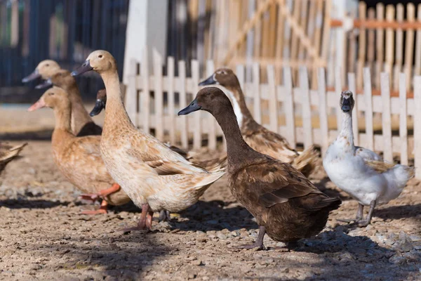 Kacsa-Farm, hagyományos gazdálkodás, Thaiföld — Stock Fotó