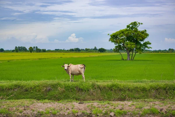 Krowa jedzenia trawy lub ryż słomy w dziedzinie ryżu, Błękitne niebo, rura — Zdjęcie stockowe