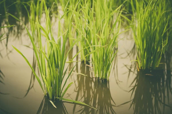 Brote de arroz en el campo de arroz. Plántulas de arroz fondo verde —  Fotos de Stock