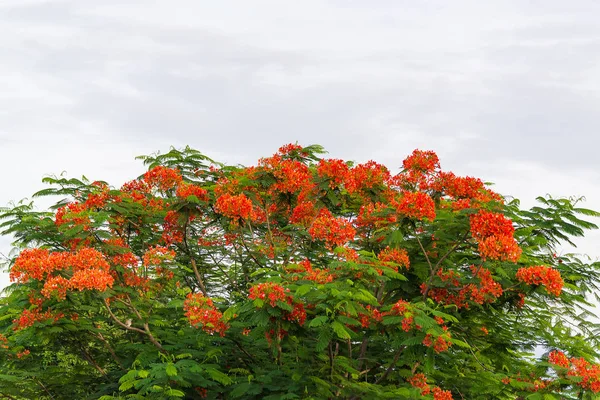 Caesalpinia pulcherrima alev ağacı çiçek.