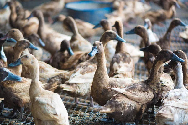 Grupo de patos en la granja, la agricultura tradicional en Tailandia . — Foto de Stock