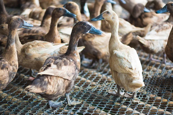 Ördekler çiftliğinde, Tayland'da Tarım geleneksel grup.