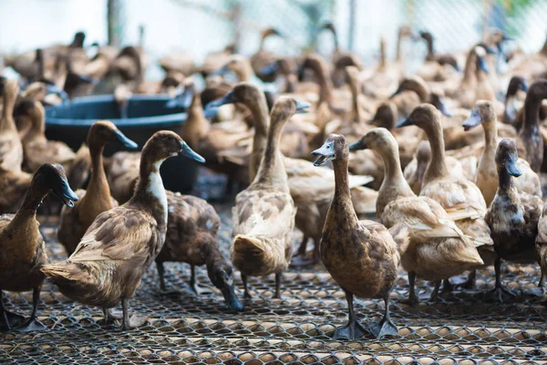 Ördekler çiftliğinde, Tayland'da Tarım geleneksel grup.