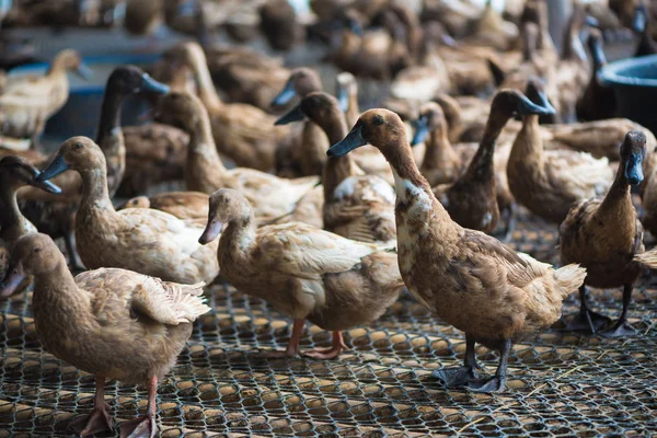 Ördekler çiftliğinde, Tayland'da Tarım geleneksel grup.