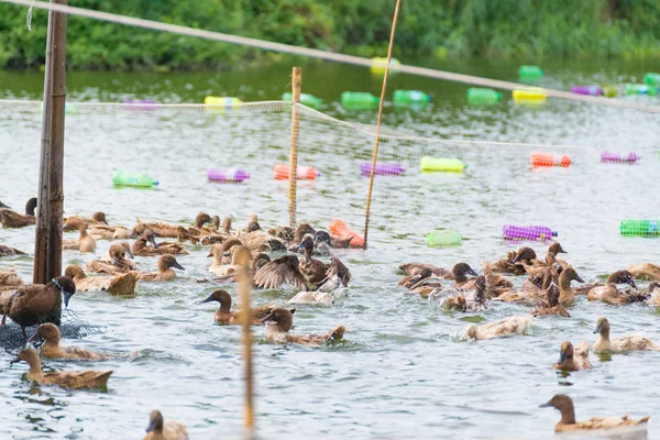 ördek grupta, yemek ve bataklık içinde Yüzme