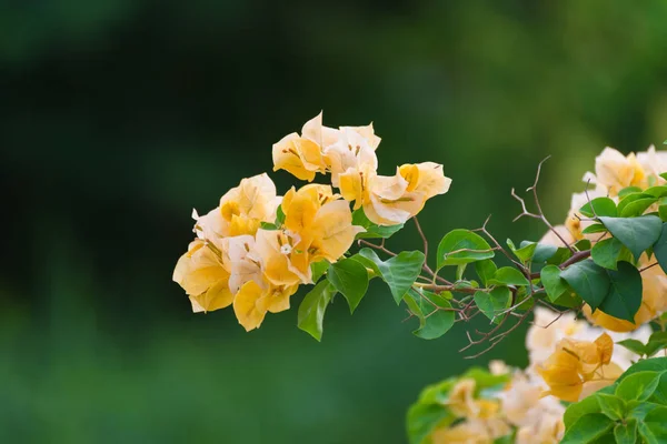 Fiore di Bougainvillea giallo o fiore di carta con foglie nel g — Foto Stock