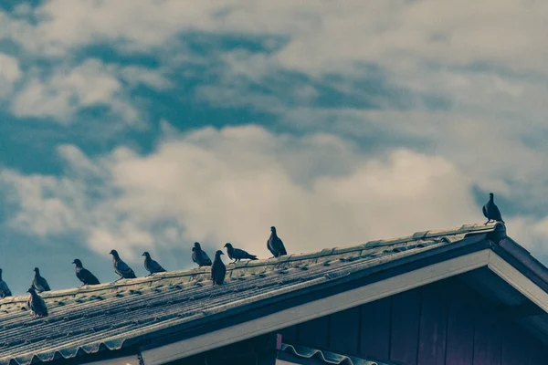 Çok güneşli bir günde güvercinleri çatıda oturan gri. Vintage için