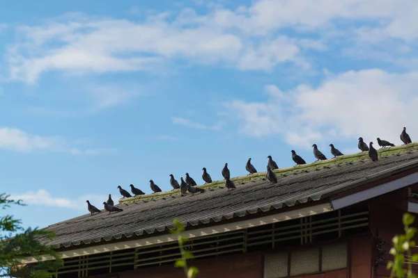 Muchas palomas grises sentadas en el techo en un día soleado . —  Fotos de Stock