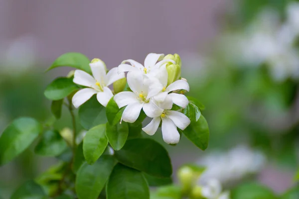 Fiore bianco di Arancio Jessamina, Legno di raso, Murraya exotica tr — Foto Stock