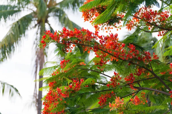 Caesalpinia pulcherrima alev ağacı çiçek.