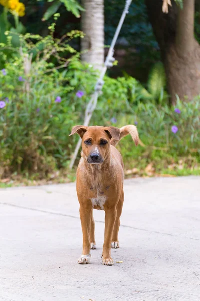 Perro callejero sin hogar en la calle tendido fuera en buen día soleado —  Fotos de Stock