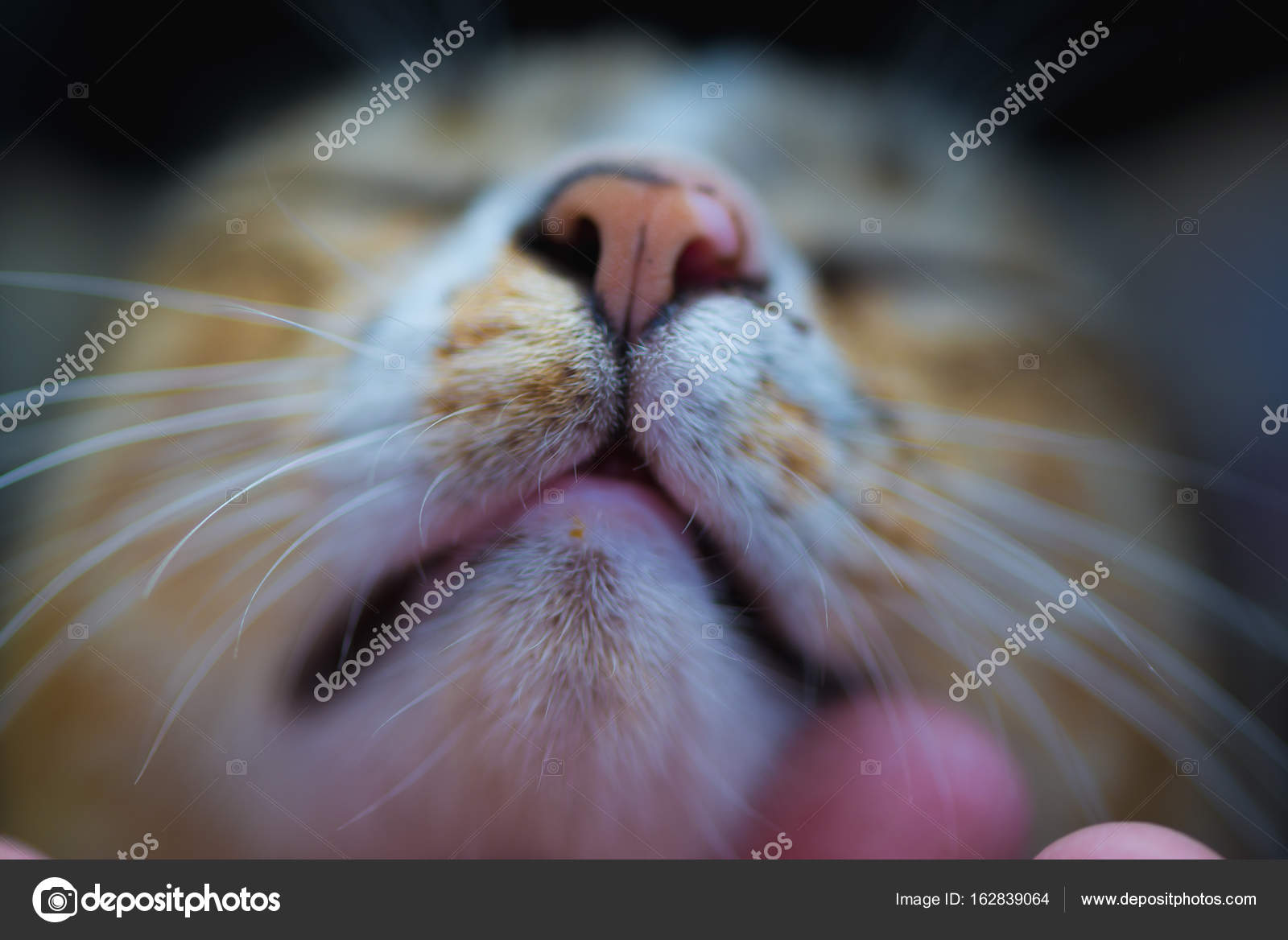 Gros Plan De La Main Humaine Toucher Le Visage Du Chat Et L Oeil De Pres Du Chat Image Libre De Droit Par Pookpiik C Gros Plan De La Main Humaine Toucher Le Visage Du Chat Et L Oeil De Pres Du Chat Image Libre De Droit Par Pookpiik C