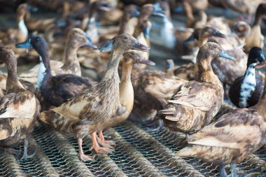 Ördekler çiftliğinde, Tayland'da Tarım geleneksel grup.