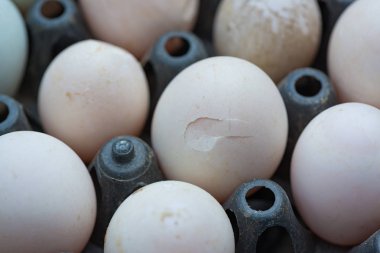 Ördek yumurta veya paket kırık yumurta çatlamak.