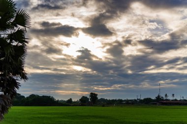 alan yeşil çim mavi gökyüzü bulut Clear peyzaj adam pilav