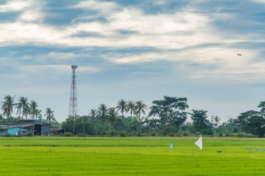 Pirinç çeltik alan telekomünikasyon kule. 