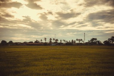 alan yeşil çim mavi gökyüzü bulut Clear peyzaj adam pilav