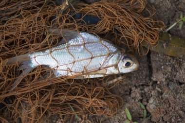 Balık Balık ağı. hayvan