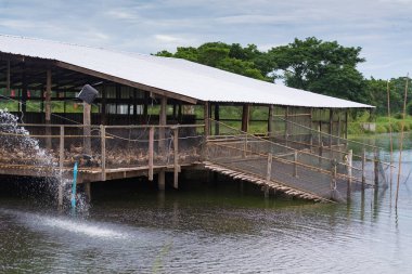 Ördek çiftliği, geleneksel yemek gıda tarım.
