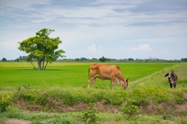 Pirinç alan mavi gökyüzü, rura ile yemek çimen ya da pirinç saman inek