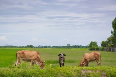 Pirinç alan mavi gökyüzü, rura ile yemek çimen ya da pirinç saman inek