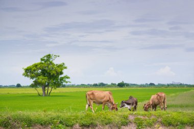 Pirinç alan mavi gökyüzü, rura ile yemek çimen ya da pirinç saman inek